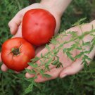 Silvery Fir Tree Tomato Russian Aka Serebristaya El 20 Seeds Grown To Organic Standards Early