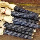 Corn Papas Blue Flour Corn Seeds Corn Naturally Grown Blue Flour Corn Cornmeal