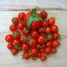 Chadwicks Cherry Tomato Aka Camp Joy Seeds Grown To Organic Standards