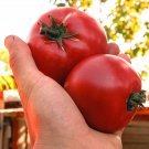 Sashas Altai Tomato 20 Seeds Vegetable Seeds Seed Packets