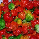Aji Dulce #2 Sweet Pepper Seeds Vegetable Seeds Seed Sweet Haberno