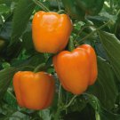 Etiuda Sweet Pepper Seed Polish Organically Grown Organically And Naturally Grown Super Sweet