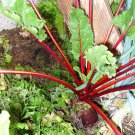 Beets Cylindra Long Red Beet 200 Seeds Vegetable Seeds