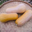 Sonca Orange Butternut Winter Squash Seeds Vegetable Seeds Seed Packets