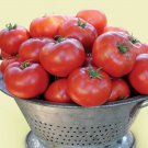 Legend Beefsteak Tomato 20 Seeds Grown To Organic Standards Early Maturing