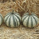 Silver Edge Seed Squash Seeds Vegetable Seeds Seed Seed Packets Pepita