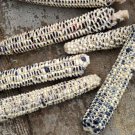 Montana Cudu Flour Corn Seeds American Sacred Corn Blue Eagle Markings