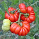 Costoluto Genovese Tomato Seeds Vegetable Seeds Seed Packets Italian