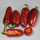 Jalapeno M Milder Hot Pepper Seeds Popular Hot Pepper Used In Salsas Larger Fruit