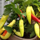 Banana Sweet Pepper Aka Hungarian Sweet Pepper Seeds Vegetable Very Prolific And Sweet
