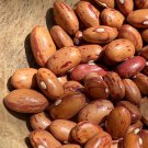 Lina Siscos Bird Egg Dry Bush Bean Missouri Seeds Grown To Organic Standards Ark Taste