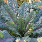Dazzling Blue Dinosaur Kale