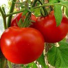 Mashenka . Beefsteak Tomato Russian 20 Seeds Grown To Organic Standards Rare