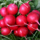 Cherry Belle Spring Radish