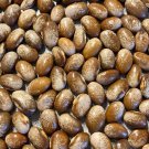 Turkey Craw Pole Bean Appalachian Seeds Grown To Organic Standards Green Snap Dry