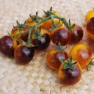 Indigo Gold Berries Tomato 15 Seeds Beautiful Designer Cherry Tomato Grown To Organic Standards