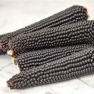 Dakota Black Popcorn Seeds Tasty Fun For Kids