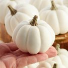 Baby Boo Pumpkin Seeds Mini Pumpkin Fall Thanksgiving Display