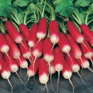 French Breakfast Radish