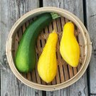 Early Prolific Straightneck Summer Squash 20 Seeds Naturally Grown Long Producing