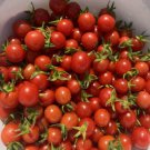 Mexico Midget Tomato Seeds Grown To Organic Standards Super Prolific