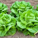 White Boston Butterhead Lettuce 500 Seeds Vegetable Seeds Naturally Grown