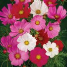 Cosmos Sensation Mix Flower Seeds Cut Flowers Butterfly Pollinator Friendly