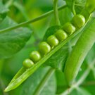 Lincoln Homesteader Pea Seeds Vegetable Seeds Seeds