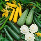 Summer Melody Blend Summer Squash Seeds Vegetable Seeds Seed Packets