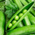 Green Arrow Peas Seeds Vegetable Seeds Seed Packets English Shelling Pea
