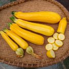 Goldini 2 Summer Squash Seeds Vegetable Seeds Seed Packets Carol Deppe Bred