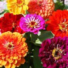 Zinnia California Giant