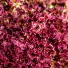 Outredgeous Lettuce Modern Lettuce