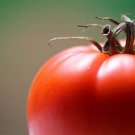 Fireworks Early Tomato Seeds Vegetable Seeds Seed Packets