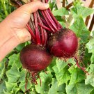 Detroit Dark Red Beets 200 Seeds Early Variety Vegetable