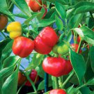 Klari Baby Cheese Sweet Pimento Pepper Seed Aka Golden Delicious Apple Pepper Hungarian Seeds