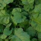 Ethiopian Kale Seeds Ethiopian Mustard Abyssinian Mustard African Kale Highland Kale