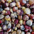 Mandan Bride Flour Corn Seeds American North Dakota Corn