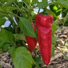 Aleppo Hot Pepper Aka Halaby Pepper Seeds Organic Turkish Mild Heat Seasoning