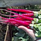Fire Candle Radish Seeds Raphanus Sativus Long Red Radishes Carrot Icicle Rose Pink Daikon Root Vege