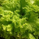 Slobolt Lettuce Slowest To Bolt Usda 1946 Release 500 Seeds Organically Grown Vegetable Seeds