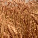 Red Fife Wheat Berries 450 Seeds Seed Starter Pack Cereal & Flour Graingrow Your Own Flour Container