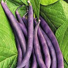 Royal Burgundy Bush Bean Seeds Vegetable Seeds Purple Seed Packets 50 Seeds