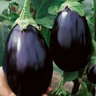 Eggplant Black Beauty Seeds 30 Seeds Naturally Grown