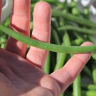 Strike Bush Green Bean Seeds Grown To Organic Standards
