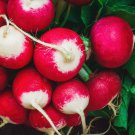 Sparkler Spring Radish