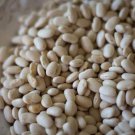 Alubia Blanca Bush Dry Bean Seeds Openpollinated