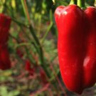 Buran Sweet Bell Pepper Seeds Vegetable Seeds For Planting Polish Seed Packet