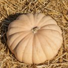 Long Island Cheese Pumpkin Winter Squash Seeds Vegetable Seeds Seed Packets