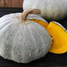 Sweet Meat Winter Squash Seeds Naturally Grown Oregon